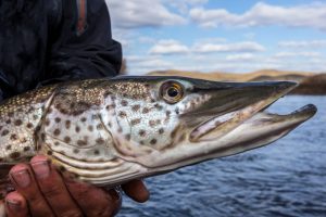 Oost Mongolie, Tight lines (25)